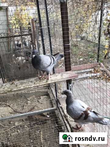 Продаю голубей Джубга кп - изображение 1