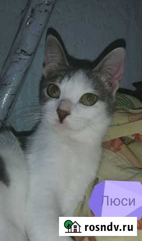 Кошечка ищет дом Самара - изображение 1