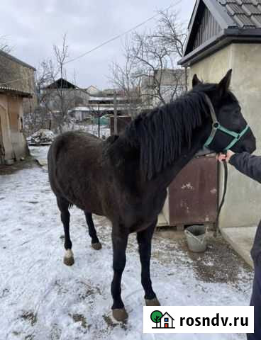 Лошадь Леваши - изображение 1