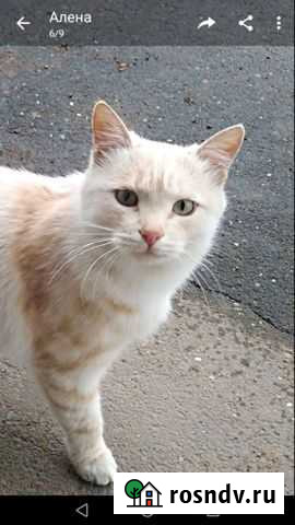 Кошка Оренбург - изображение 1