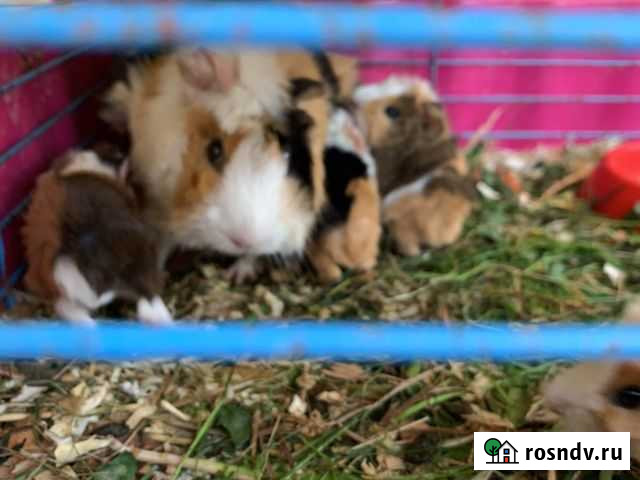 Морские свинки Красногорск - изображение 1