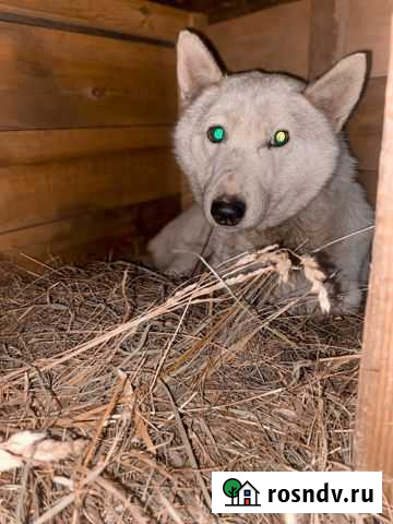 Девочка Нижний Тагил - изображение 1