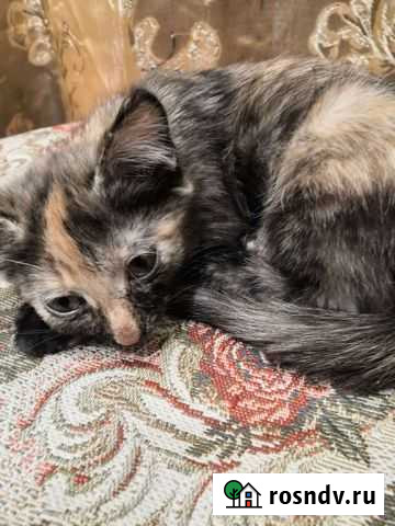 Кошки в добрые руки Ярково - изображение 1