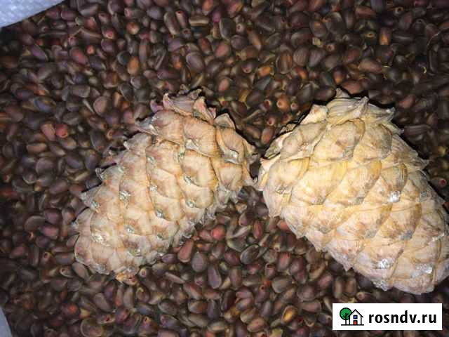 Кедровый орех Ангарск - изображение 1