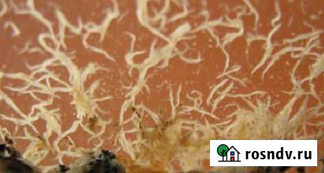 Живой корм Краснодар - изображение 1