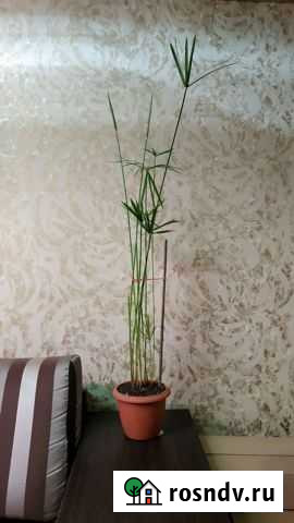 Циперус Рязань - изображение 1