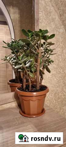 Живой подарок Денежное дерево Альметьевск - изображение 1