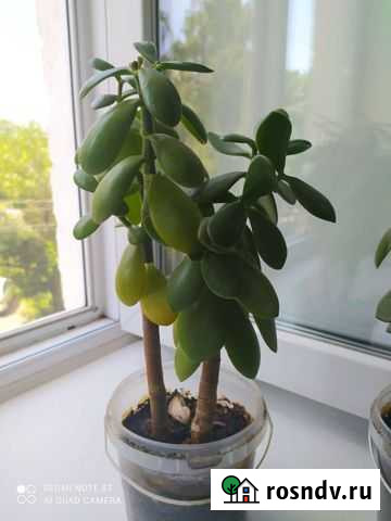 Денежное дерево Ульяновск - изображение 1