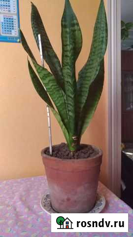 Тещин язык Таганрог - изображение 1