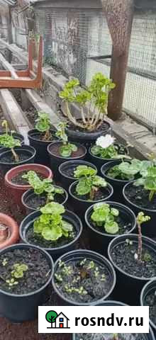 Герань Мценск - изображение 1