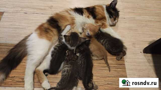 Кошки самовывоз Мытищи - изображение 1