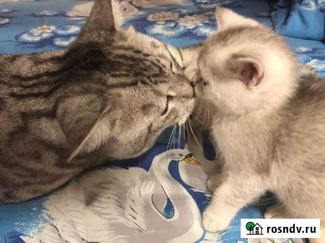 Британские котята короткошерстные Тула - изображение 1