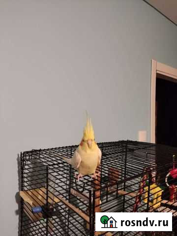 Попугай корелла Златоуст - изображение 1