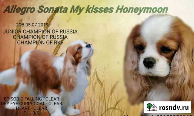 Кавалер кинг чарльз спаниель Новосибирск - изображение 1