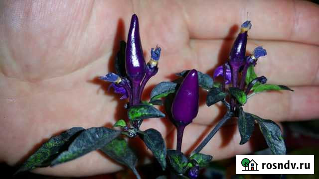 Explosive Ember (40.000 SHU) семена острого перца Севастополь - изображение 1