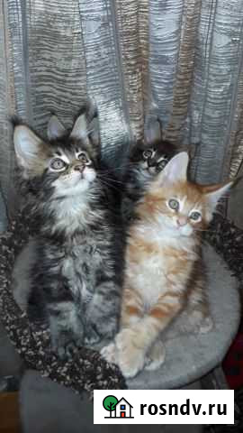 Полидакты котики Наро-Фоминск - изображение 1