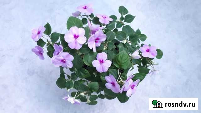 Отростки Ваньки разные. На фото не все Воркута - изображение 1