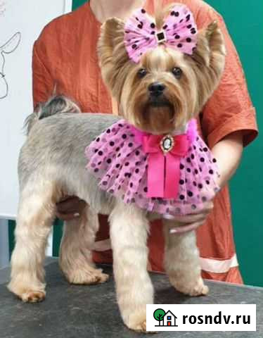 Груминг собак и кошек Астрахань - изображение 1