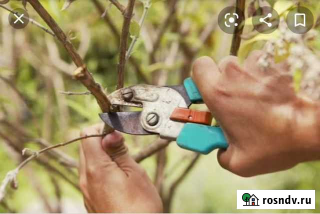 Обрезка плодового сада Кулешовка - изображение 1