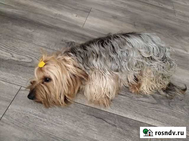 Вязка собаки Обоянь - изображение 1