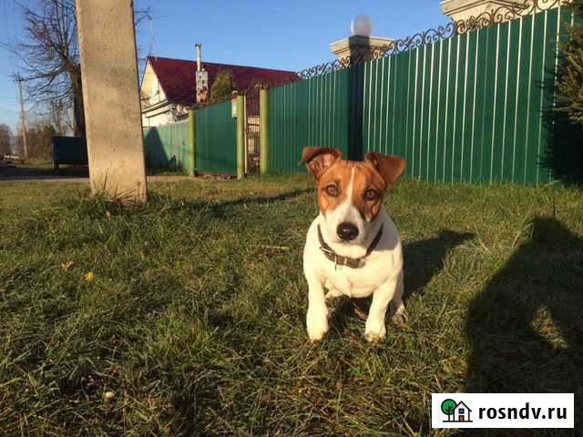 Джек Рассел на вязку Кострома - изображение 1