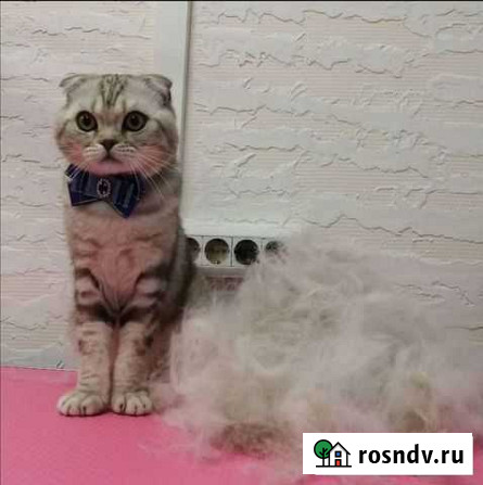 Стрижка собак и кошек. Грумер Москва - изображение 1