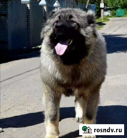 Кавказская овчарка ищет себе девочку возраст собак Сыктывкар - изображение 1