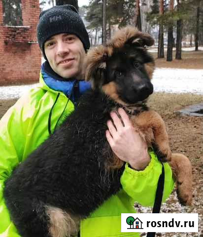 Услуги кинолога Рогачево - изображение 1