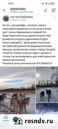 Катание на собаках Горно-Алтайск - изображение 1