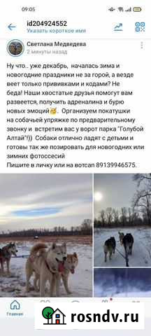 Катание на собаках Горно-Алтайск - изображение 1