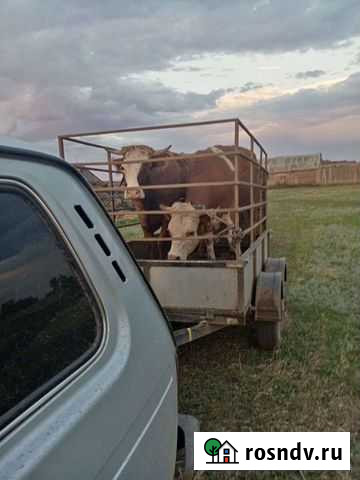 Перевозка крс Мелеуз - изображение 1