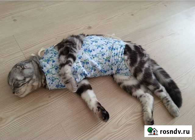 Стерилизация/кастрация кошек и собак на дому Волгоград - изображение 1