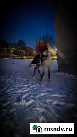 Персональный тренер по конному спорту Санкт-Петербург - изображение 1