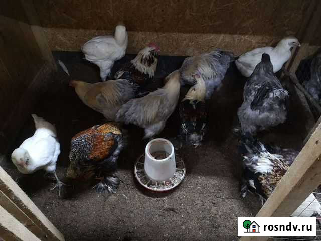 Петухи оптом Москва - изображение 1