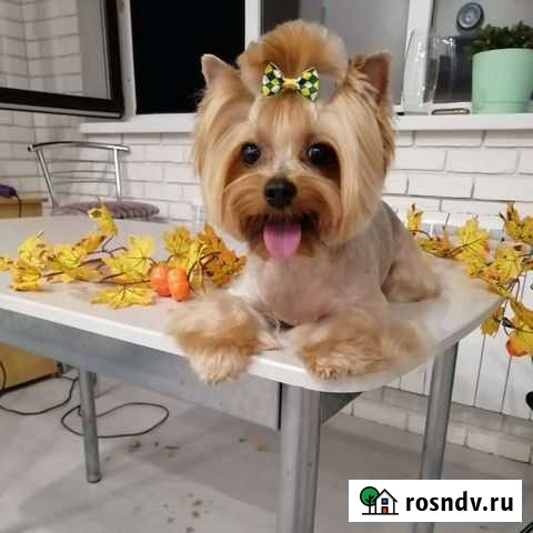 Стрижка собак и кошек. Возможен выезд Яблоновский - изображение 1