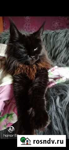 Мей-кун вязка девочки Новокузнецк - изображение 1