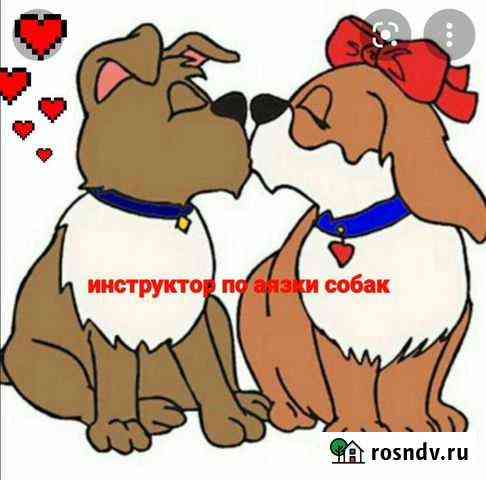 Инструктор по вязки собак мелких и средних пород Чебоксары