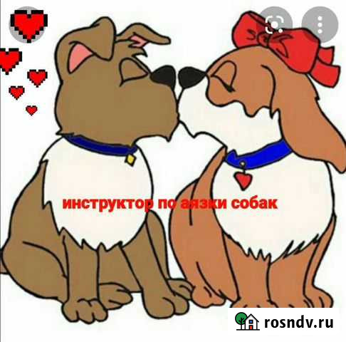 Инструктор по вязки собак мелких и средних пород Чебоксары - изображение 1