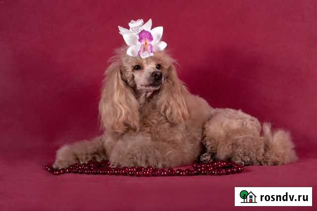 Стрижка собак и кошек кинолог-парикмахер Улан-Удэ - изображение 1