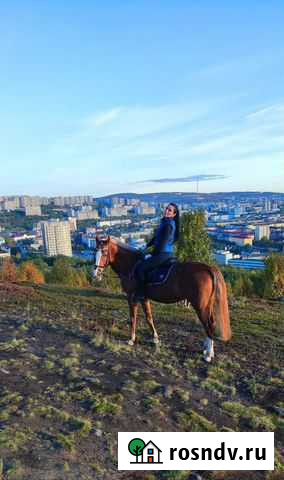 Верховая езда Конные прогулки Мурманск - изображение 1