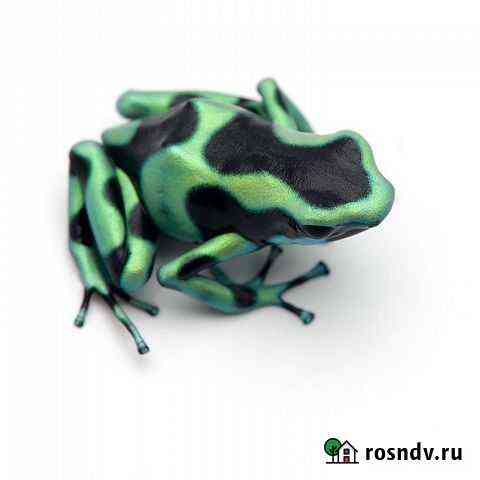 Лягушки Аuratus costa rica Москва