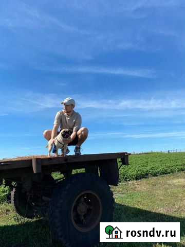 Вязка мопс Самара - изображение 1