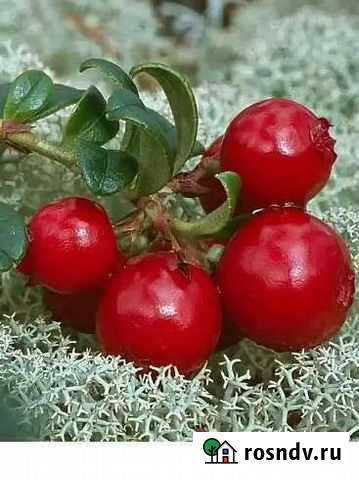 Продукты питания Петрозаводск - изображение 1