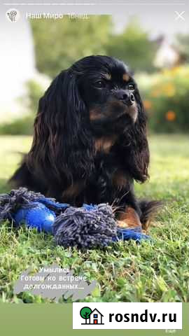 Вязка Кавалер Кинг Чарль спаниель Казань - изображение 1