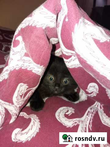 Уход за животными Елизово - изображение 1