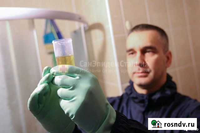 Уничтожение клопов, тараканов, клещей, насекомых Йошкар-Ола - изображение 1