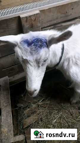 Кастрация,обрезка расчистка копыт, обезроживание Екатеринбург - изображение 1