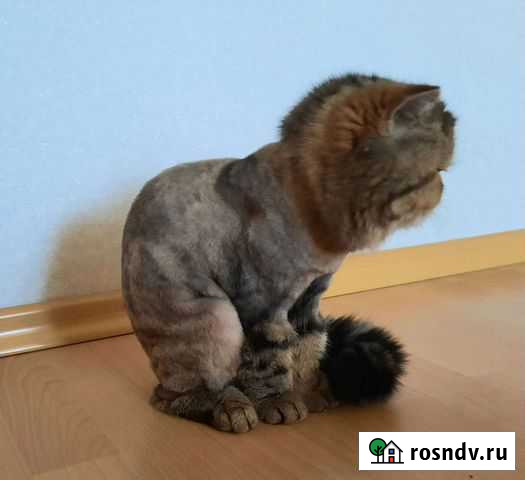 Подстригу кошку Киров - изображение 1