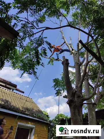 Спил деревьев, расчистка участков Ростов-на-Дону - изображение 1