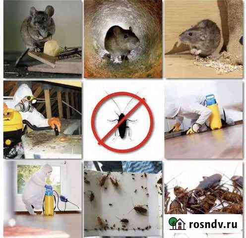 Тараканы, клопы, грызуны, клещи Ростов-на-Дону
